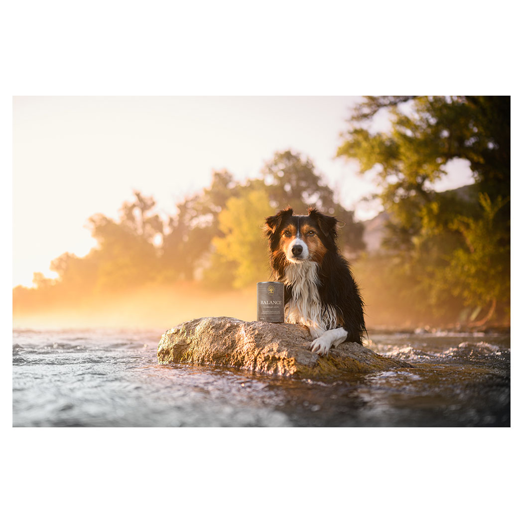 Hund, Wellness-Produkt, Kleiner Stein, Wasserlandschaft, Beinpflege