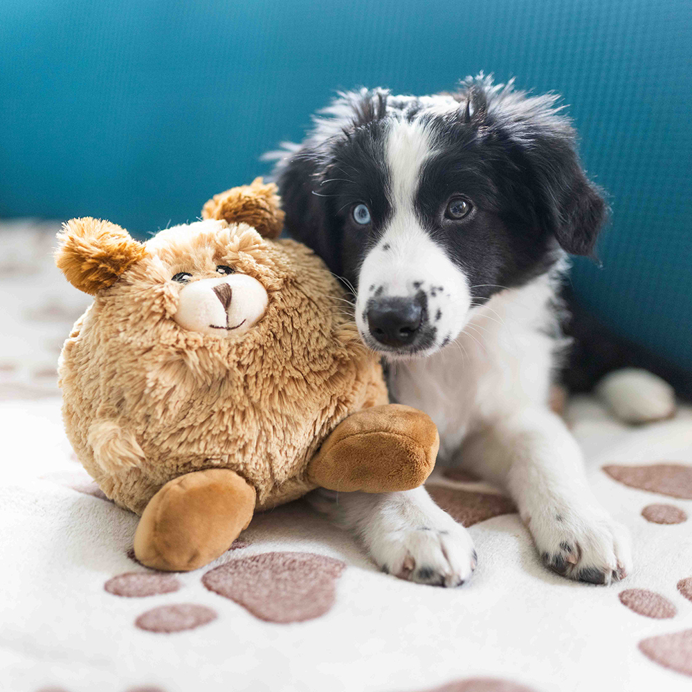 Hund, Spielzeug, Plushie, Schwarz-Weiß, Pfotenabdruck