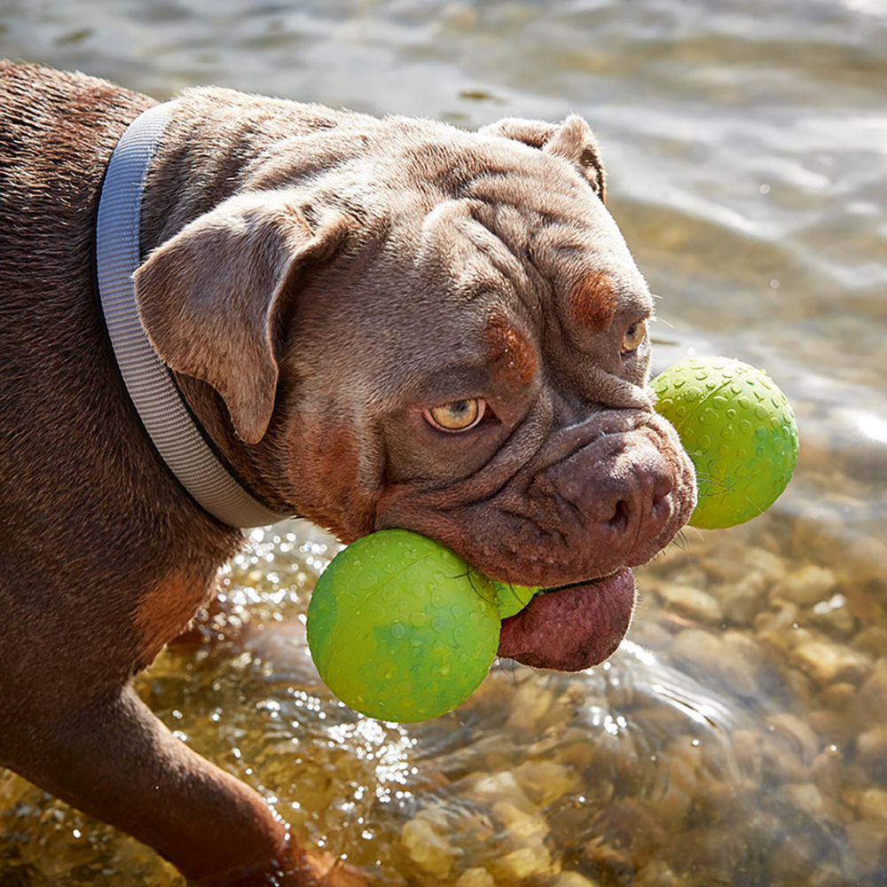 Hund, braun, Halsband, Ball, Wasser
