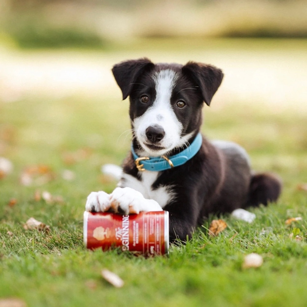 Hund, Welpe, Collie-Mischling, Bandana, Spielzeug-Getränkedose