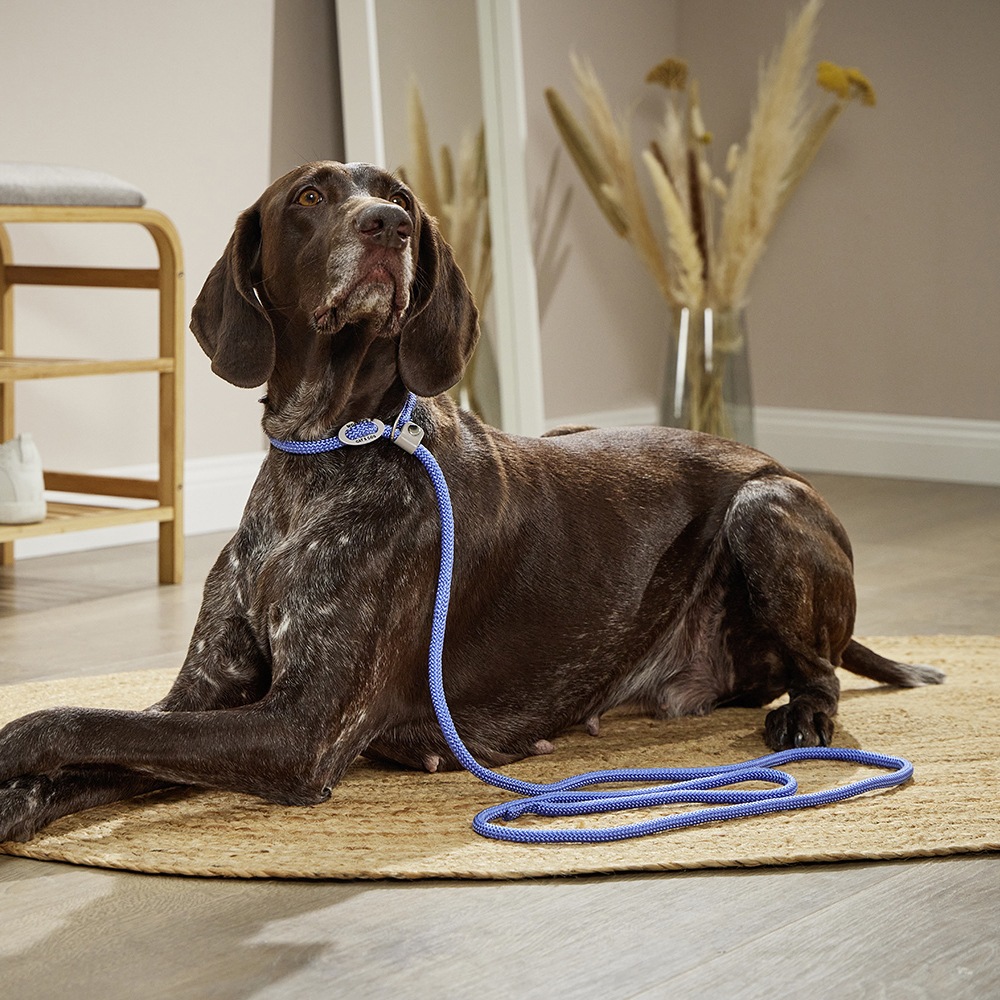 Hund, Leine, Halsband, Blau, Haustier