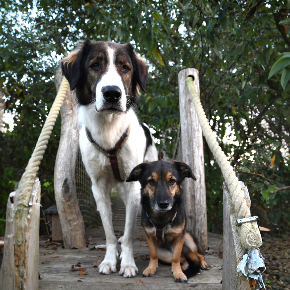 Hund, Haustier, Holz