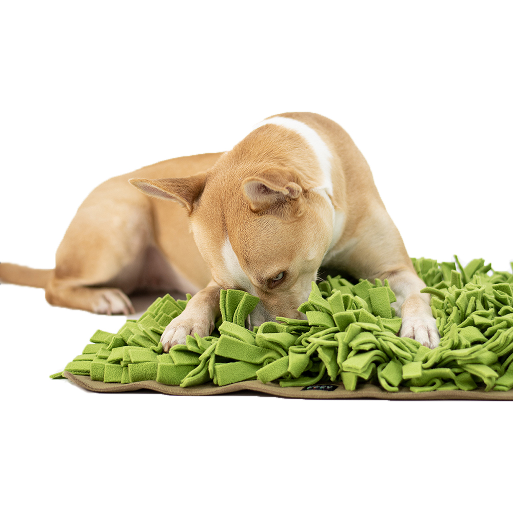 Tier, Hund, Säugetier, Haustier