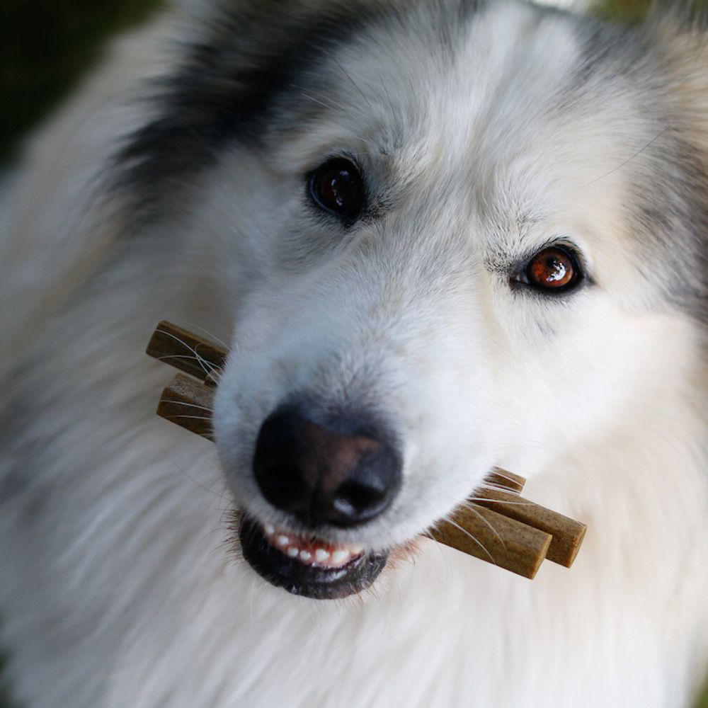 Hunde, Kausche, Knochen, Hundefutter, Tierliebe
