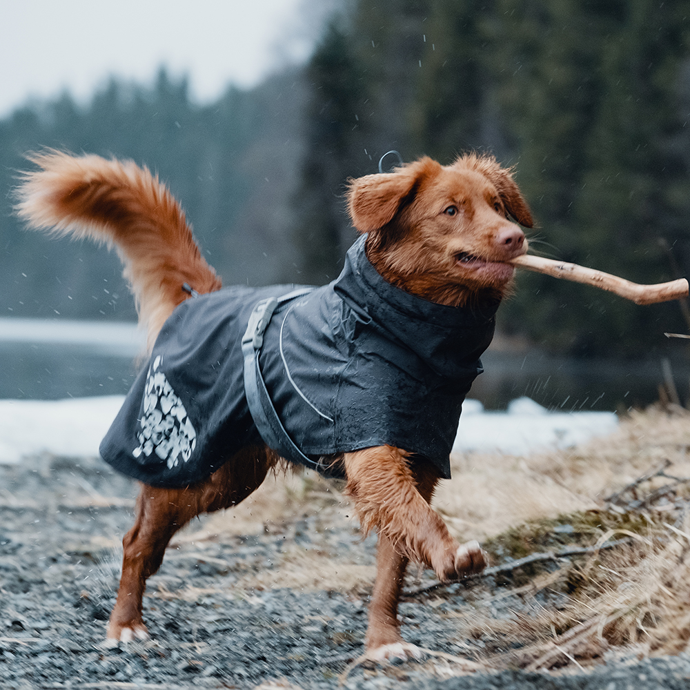 Hund, Winter, Mantel, Hund, Stock