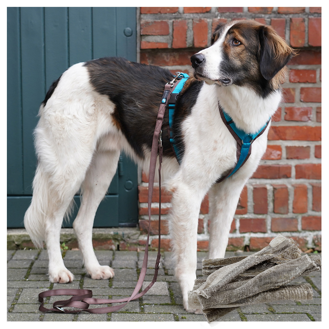 Hundegeschirr, Hundeleine, Hundekauartikel, Kaurollen, Türkis