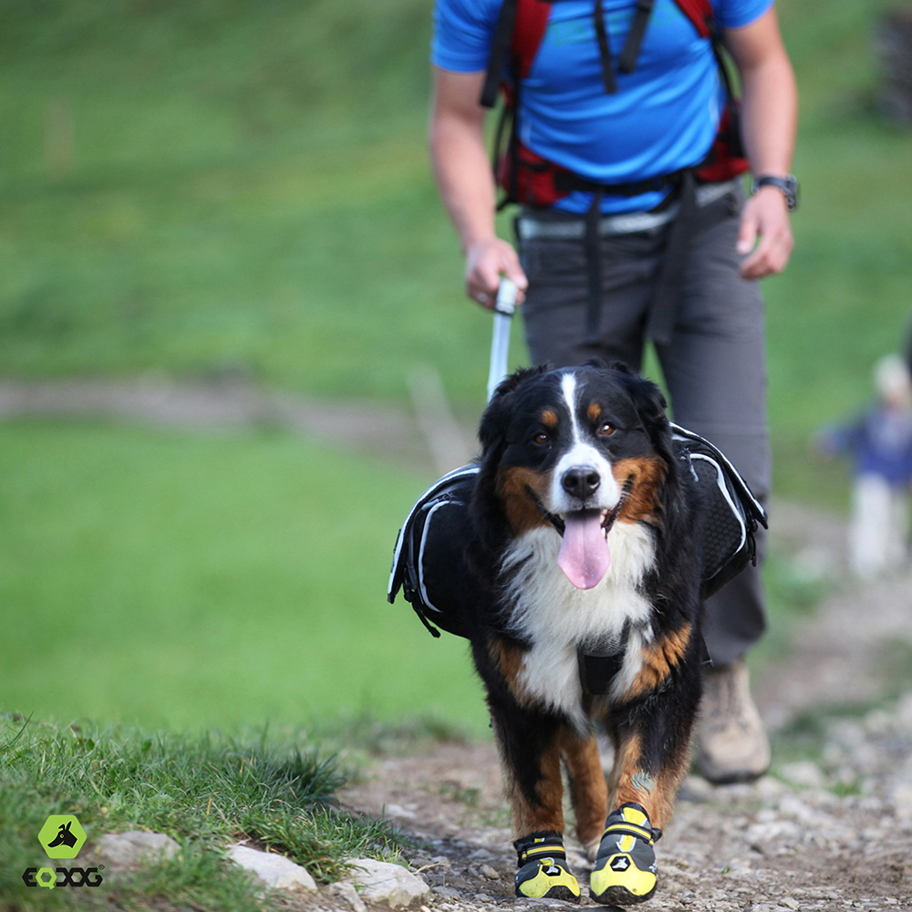 Hund, Wandern, Rucksack, Stiefel, Wanderweg