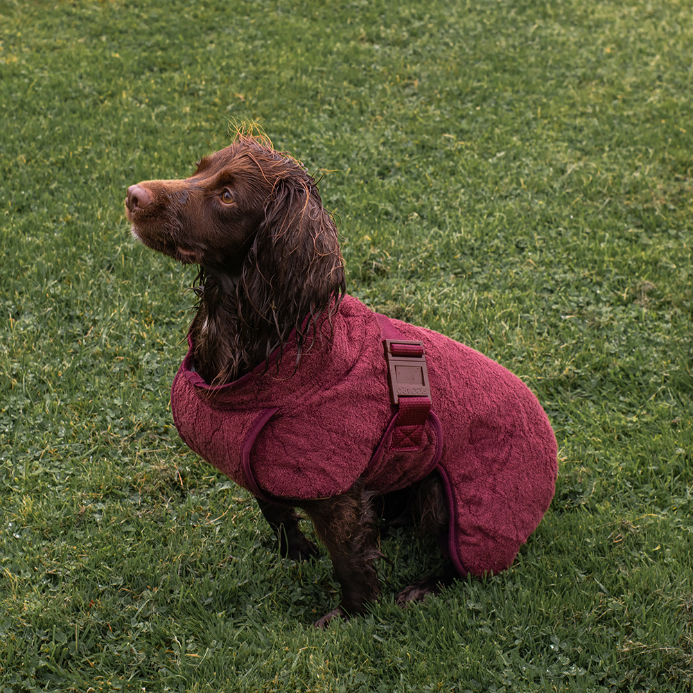 Gras, Pflanze, Mantel, Hund