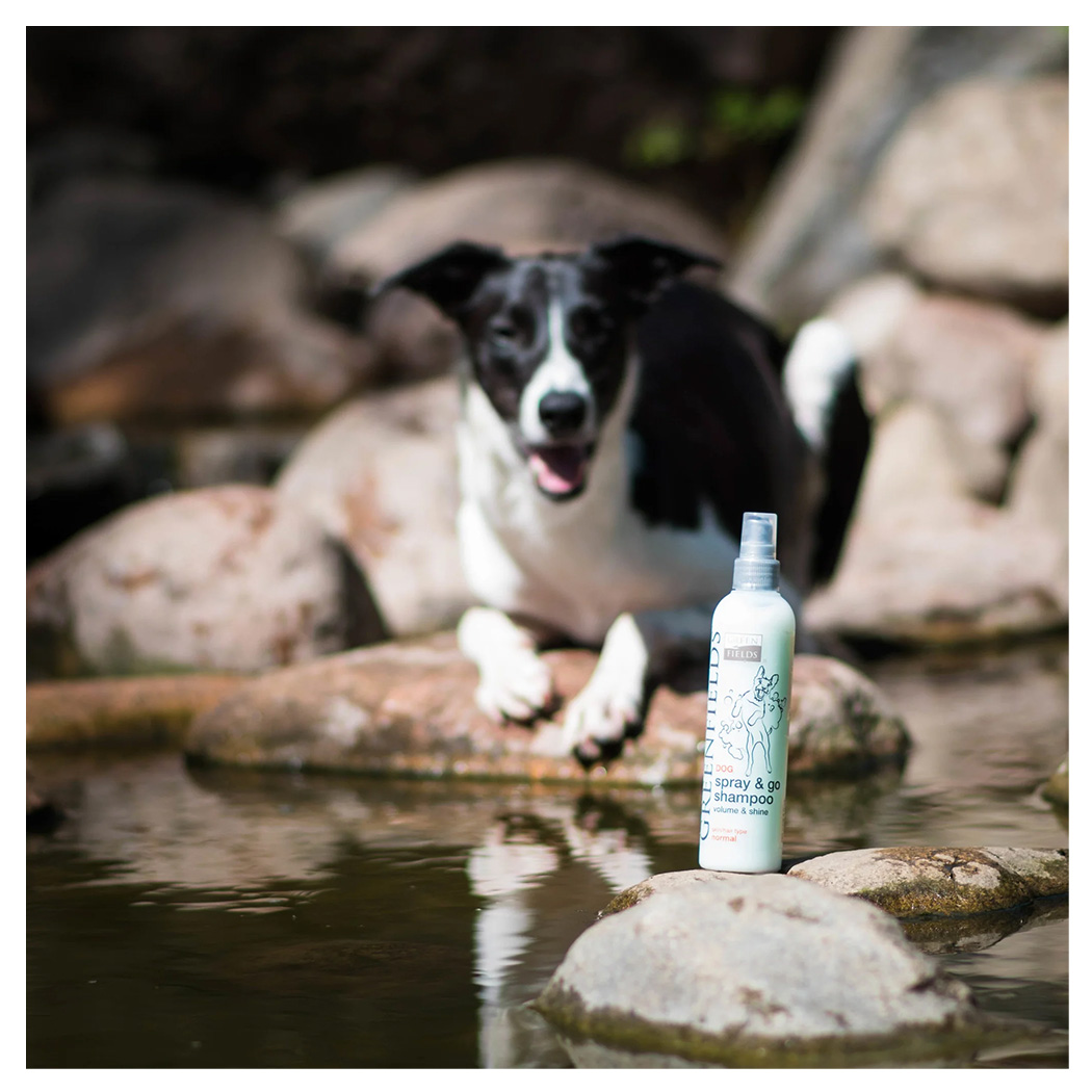 Hund, Spray-Shampoo, Pflegeprodukt, Badeszene, Hundepflege