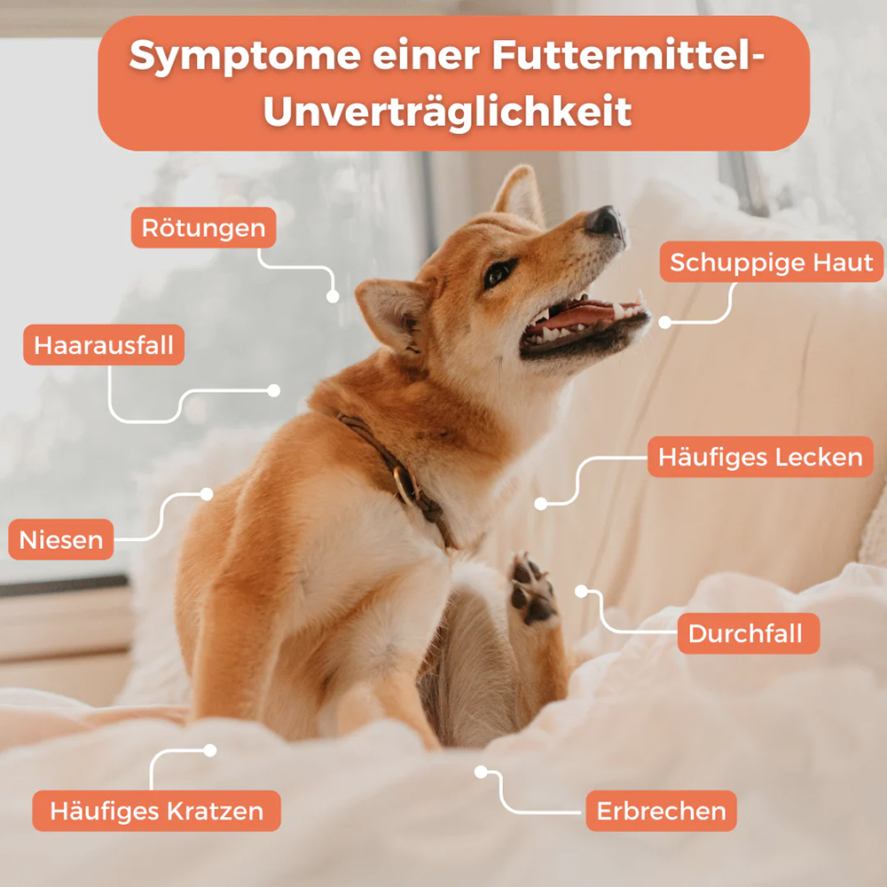 Hund, Shiba-Inu, Kuschelig, Pfotennähe, Haarverlust?