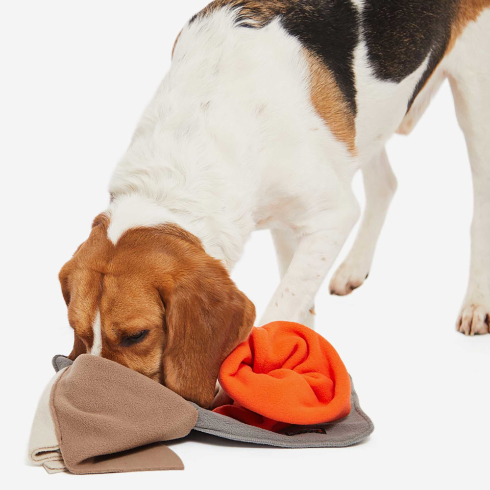 Hund, Spielzeug, Kauspielzeug, Decke, Beutel