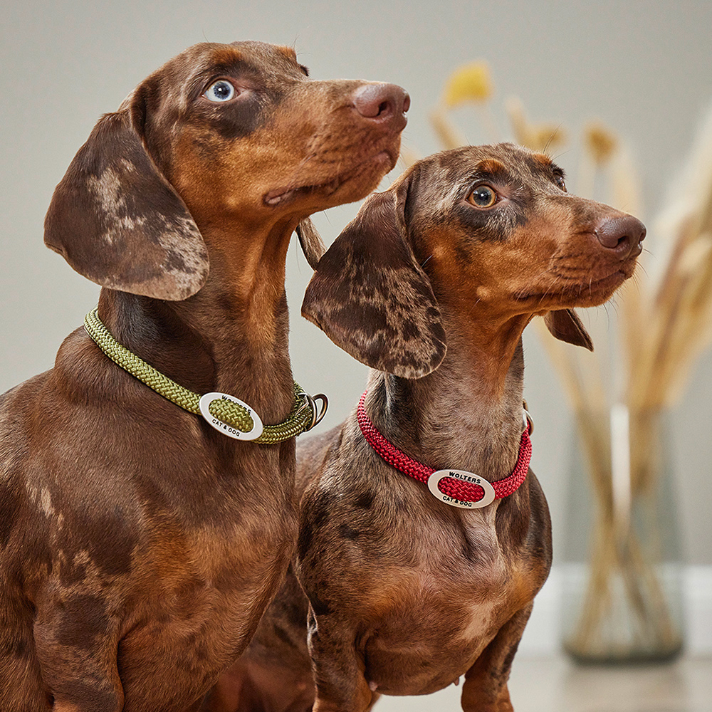 Hundehalsband, Dobermann?, zwei Hunde, Halsbänder, Accessoires