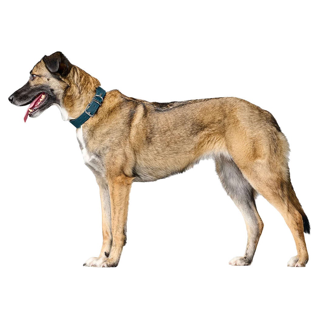 Hund, Collar, Hundeweg, braun, tierisch