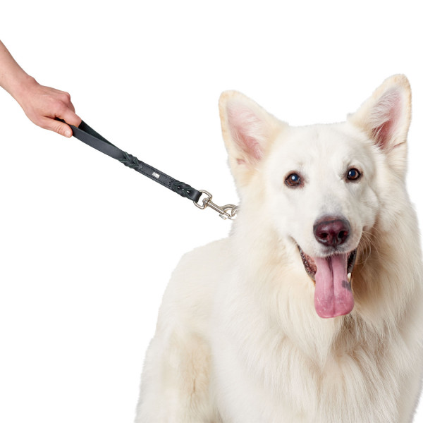 Hund, Leine, Hundeausrüstung, weiß, Schultergurt