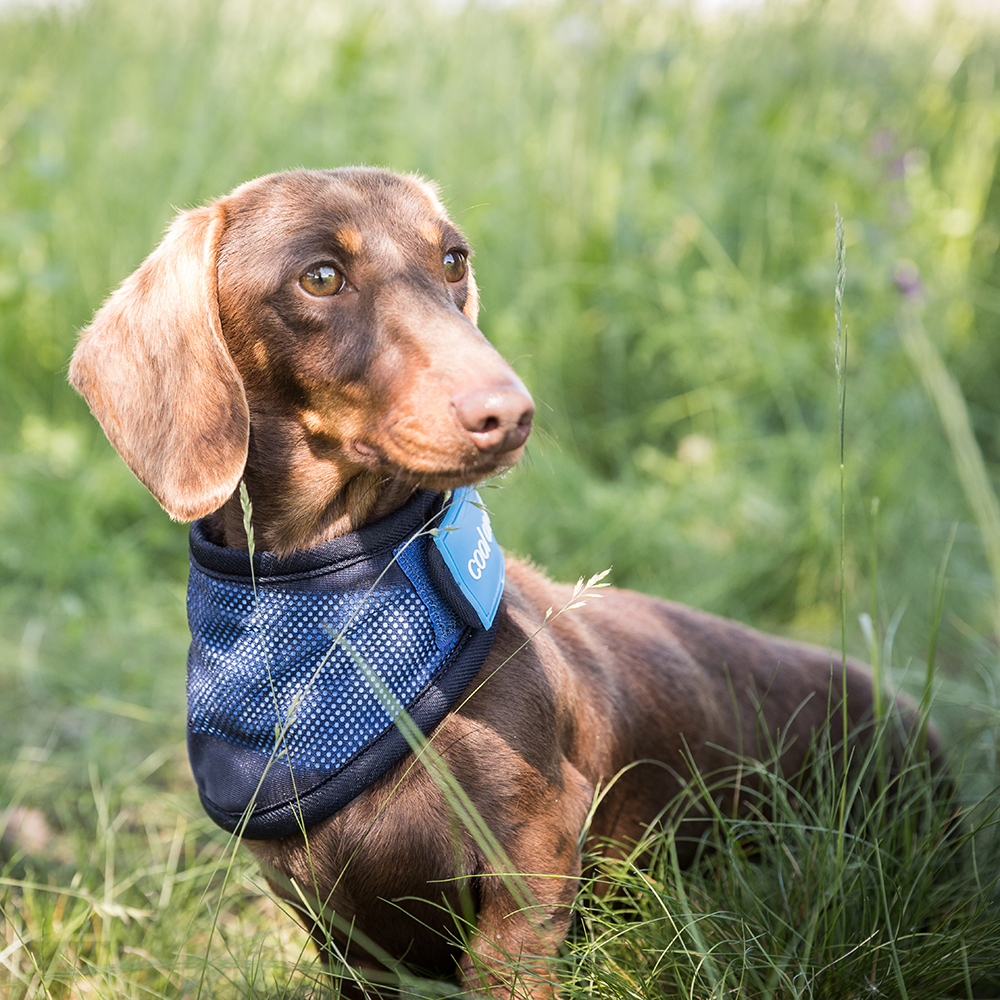 Hund, Halsband, Nylon, Blau, Collar