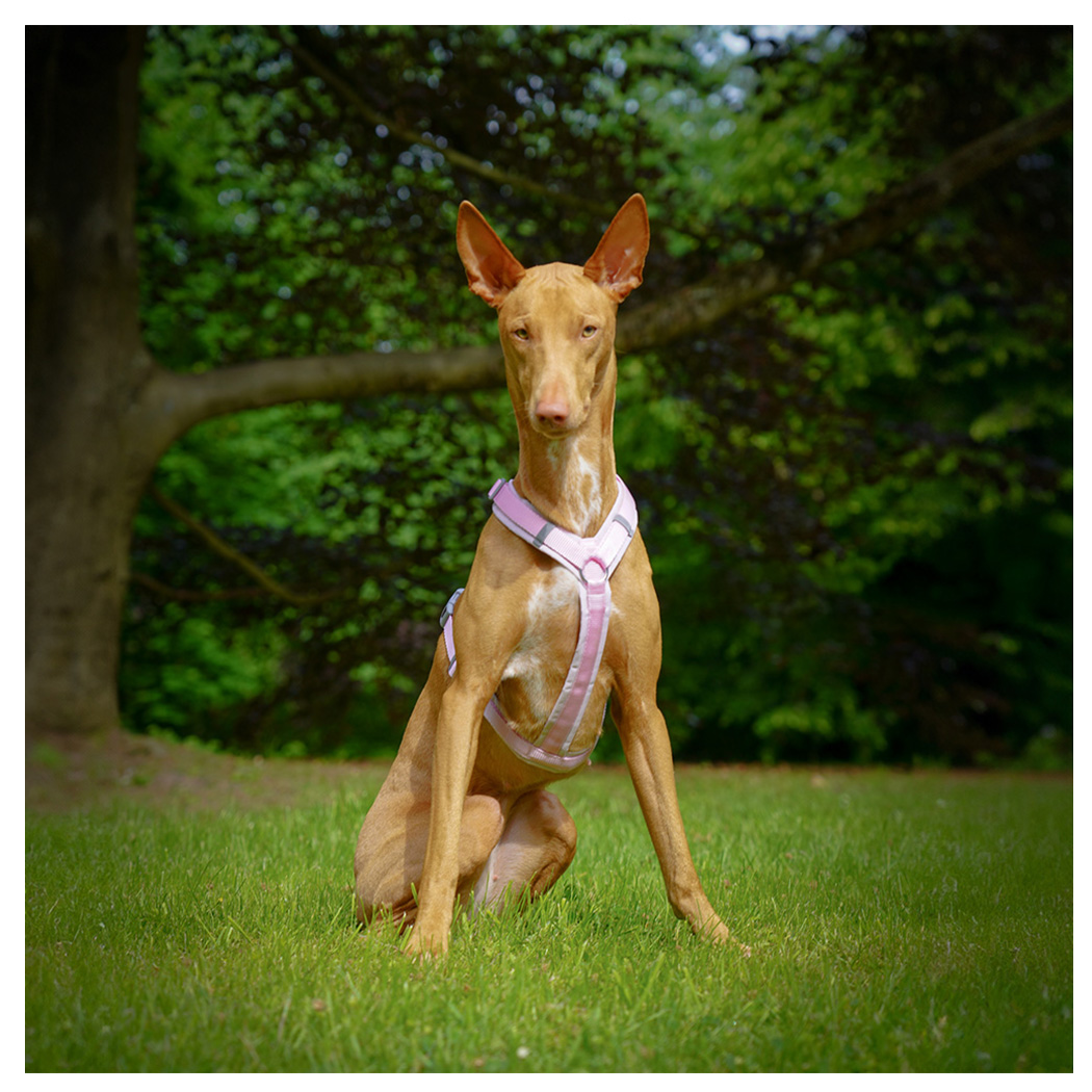 Hund, Greyhound, Halsband?, Geschirr, Rosa Geschirr