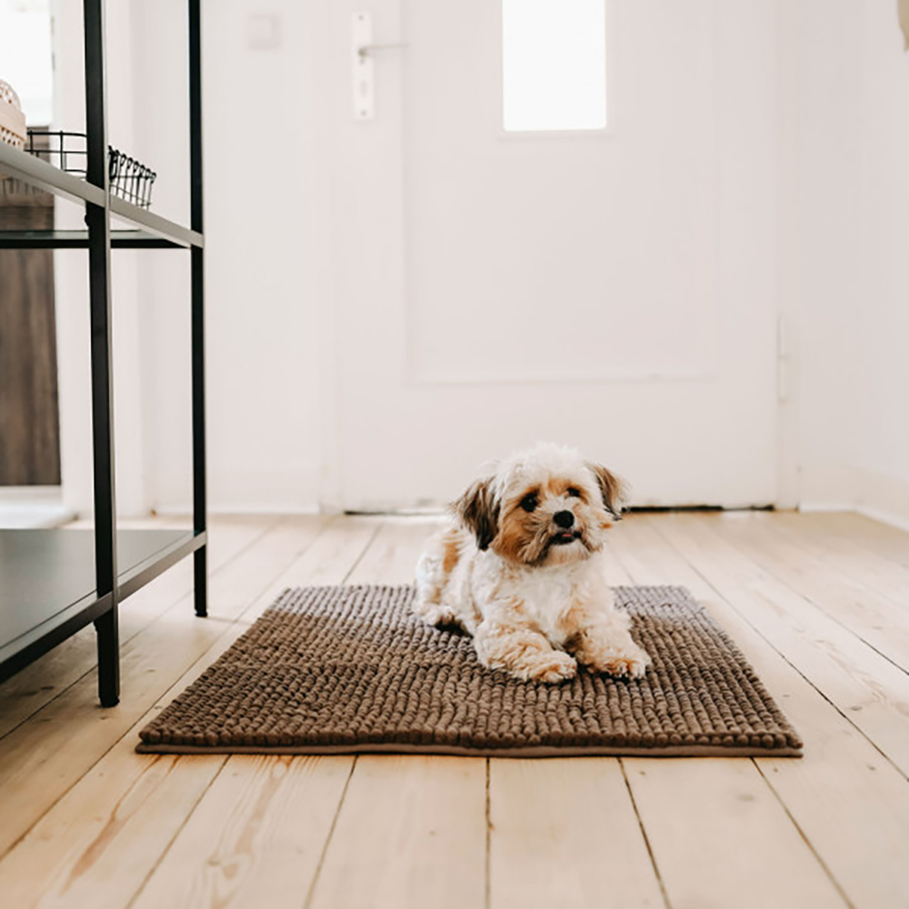 Hund, Hundehaus, Wohnung, Teppich, Kunstleder?