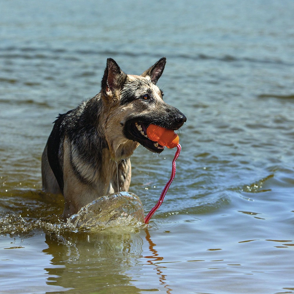 Hund, Säugetier, Haustier, Deutscher Schäferhund