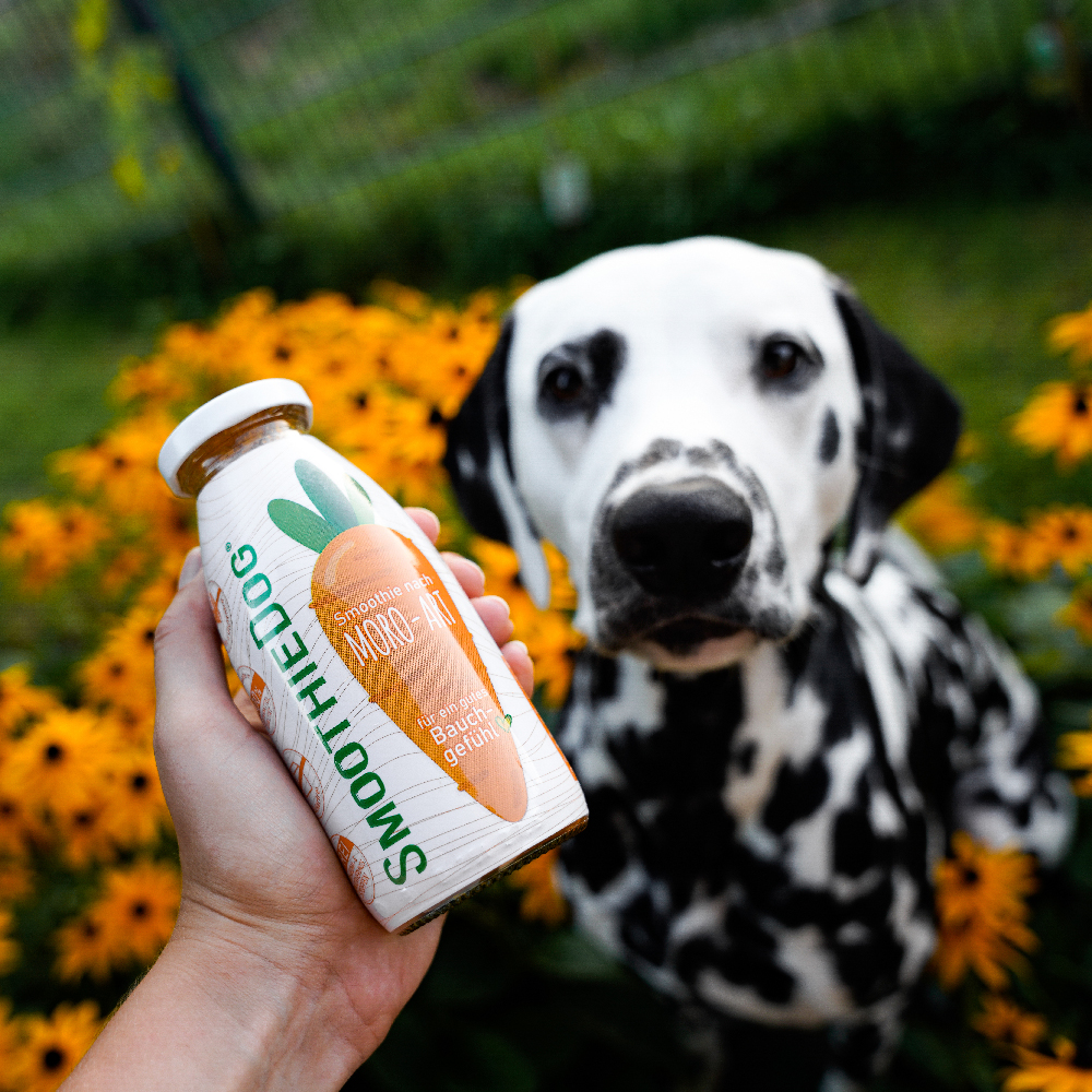 SmoothieDog Morosche Karottensuppe 250ml Hund, Säugetier, Können, Haustier