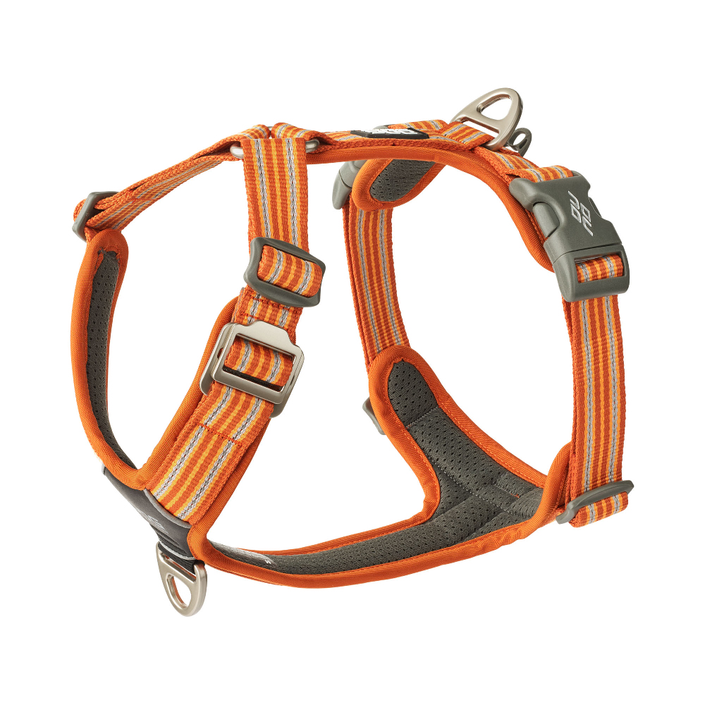 Halsband, Hunde, Brustgeschirr, Schnallengestell, orange-grau