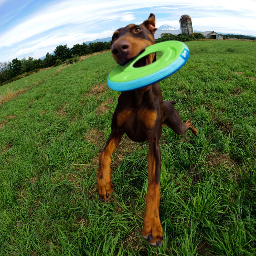 Hund, Spielzeugring, Frisbee, Gras, Freude