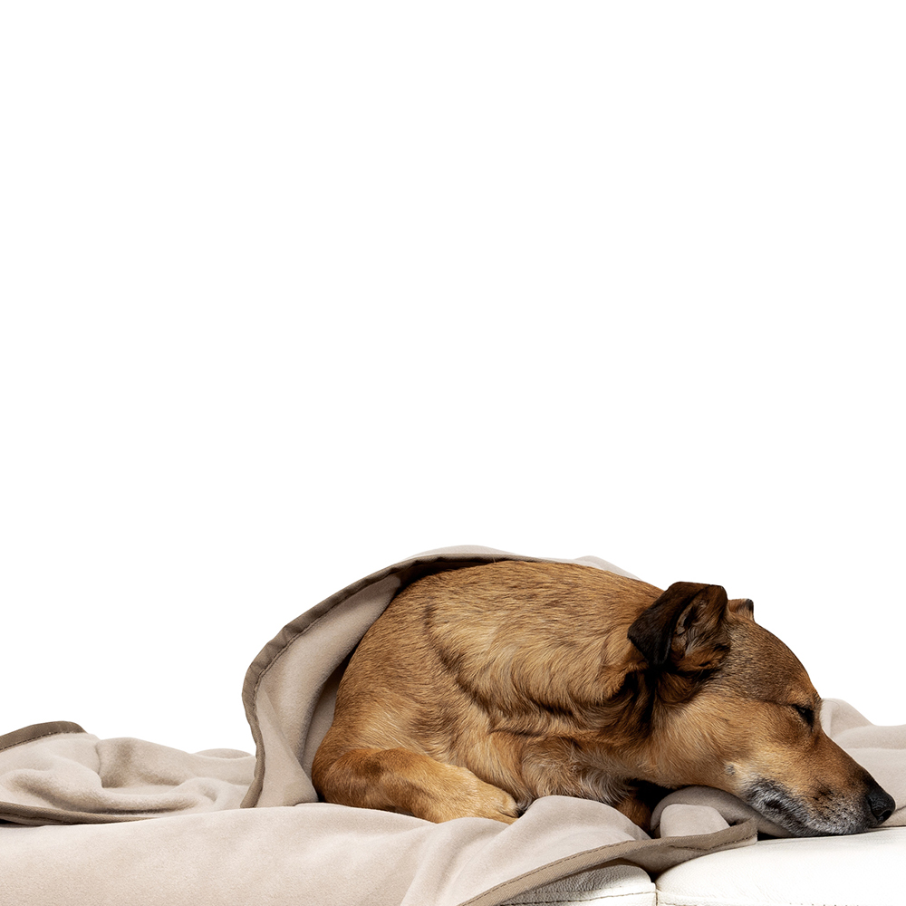 Hund, Liegekissen, Decke, Tierdecke, Schlafhunde-Accessoire