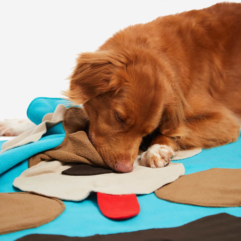 Hund, Spielzeug, Kuscheldecke, Pfote, Mopshund?