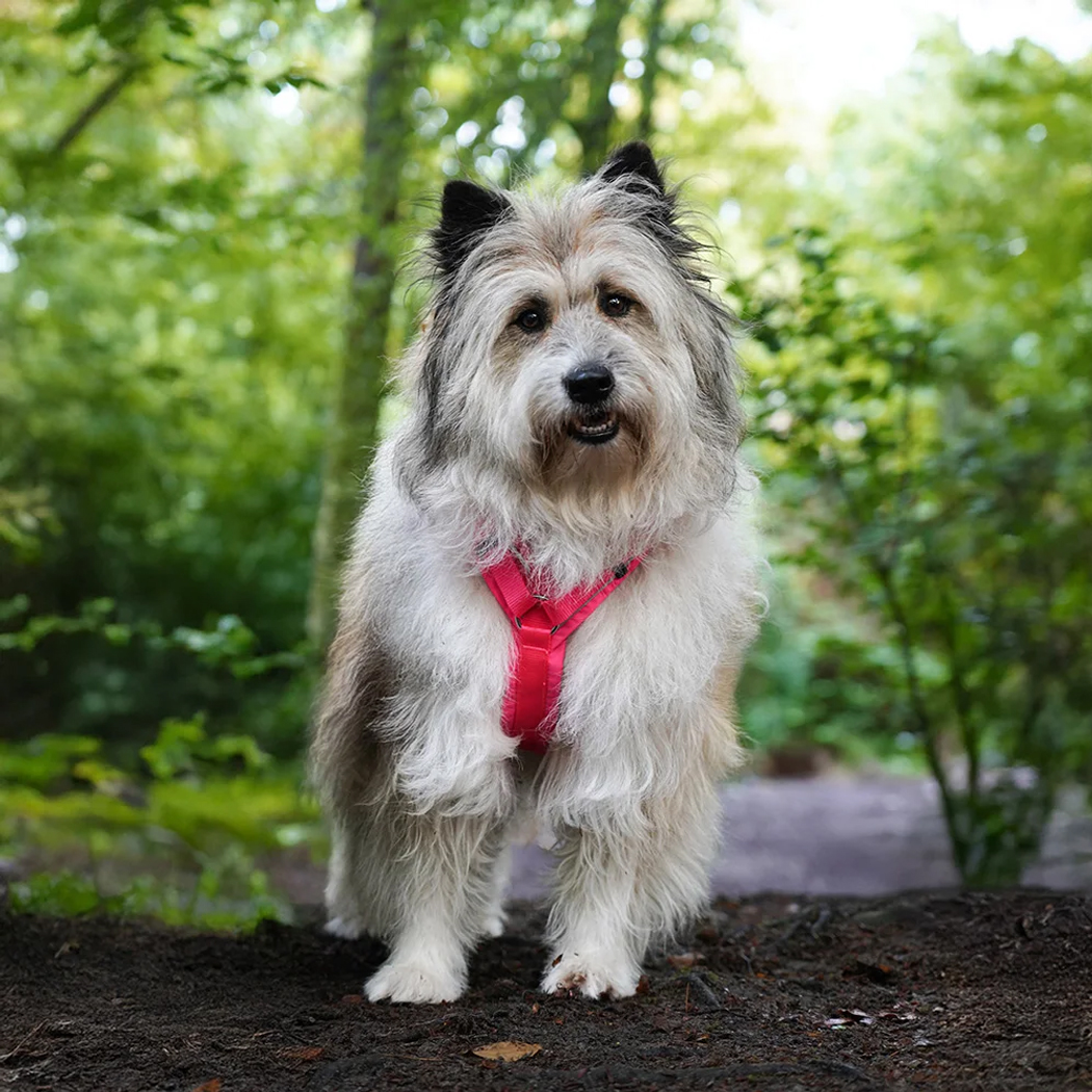 Hundegeschirr, Brustgeschirr, Pink, Nylonriemen