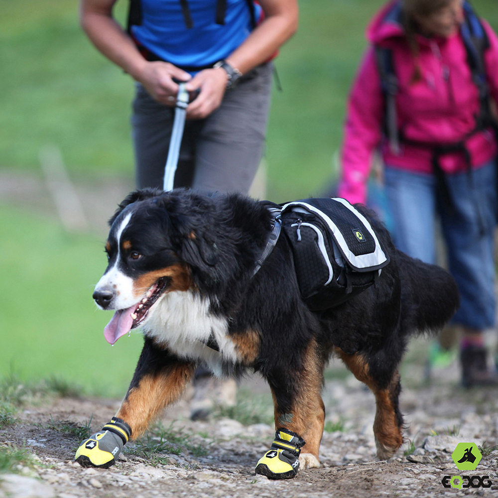 Hund, Berghunde, Gehstock, Rucksack, Schuhe