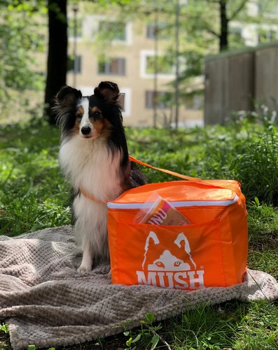 Tier, Hund, Säugetier, Haustier