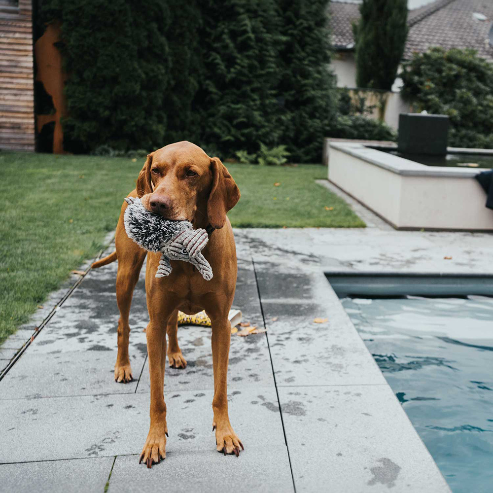 Tier, Hund, Säugetier, Haustier