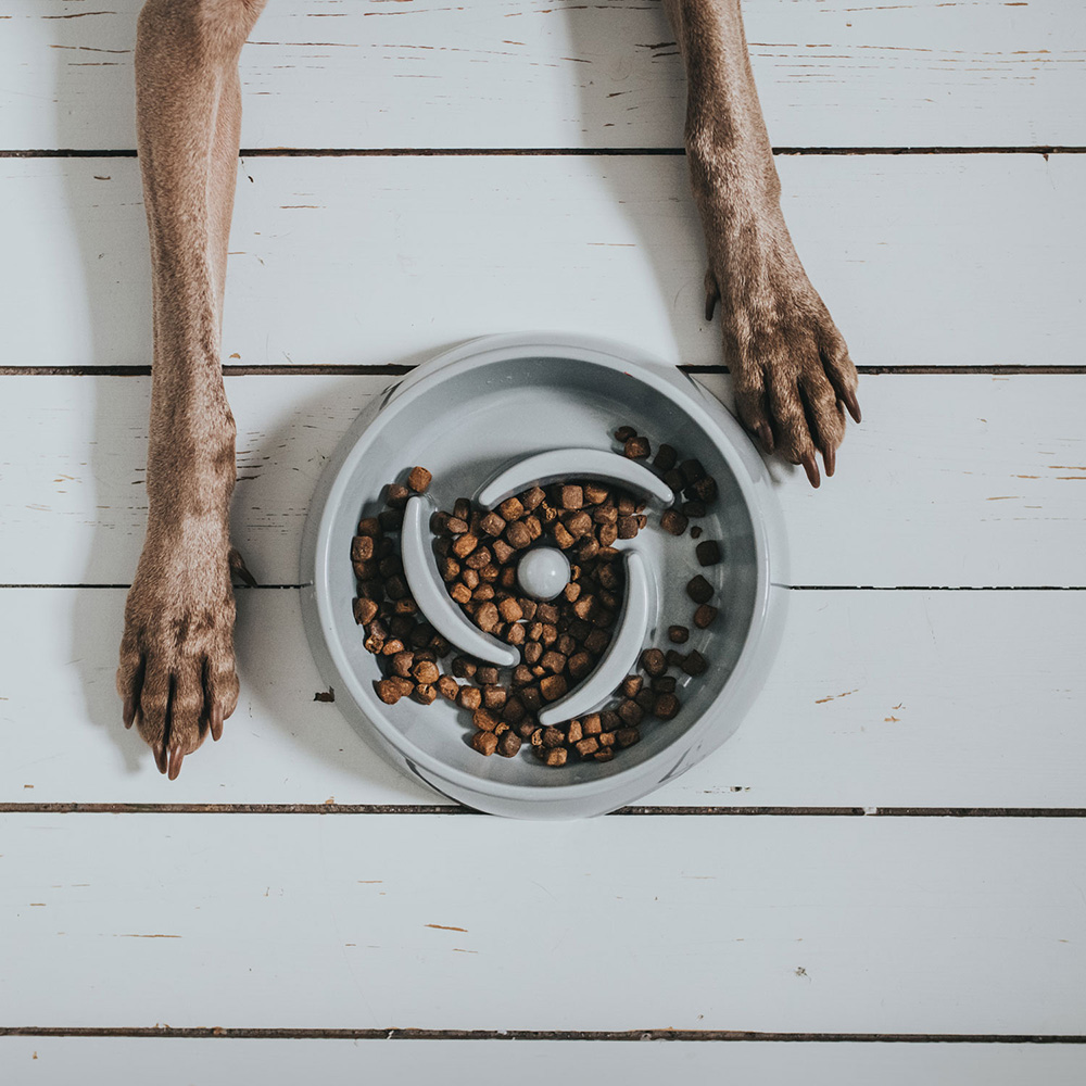 haustiernapf, hunde futterstation, slow feeder, hunde futter, körnchen