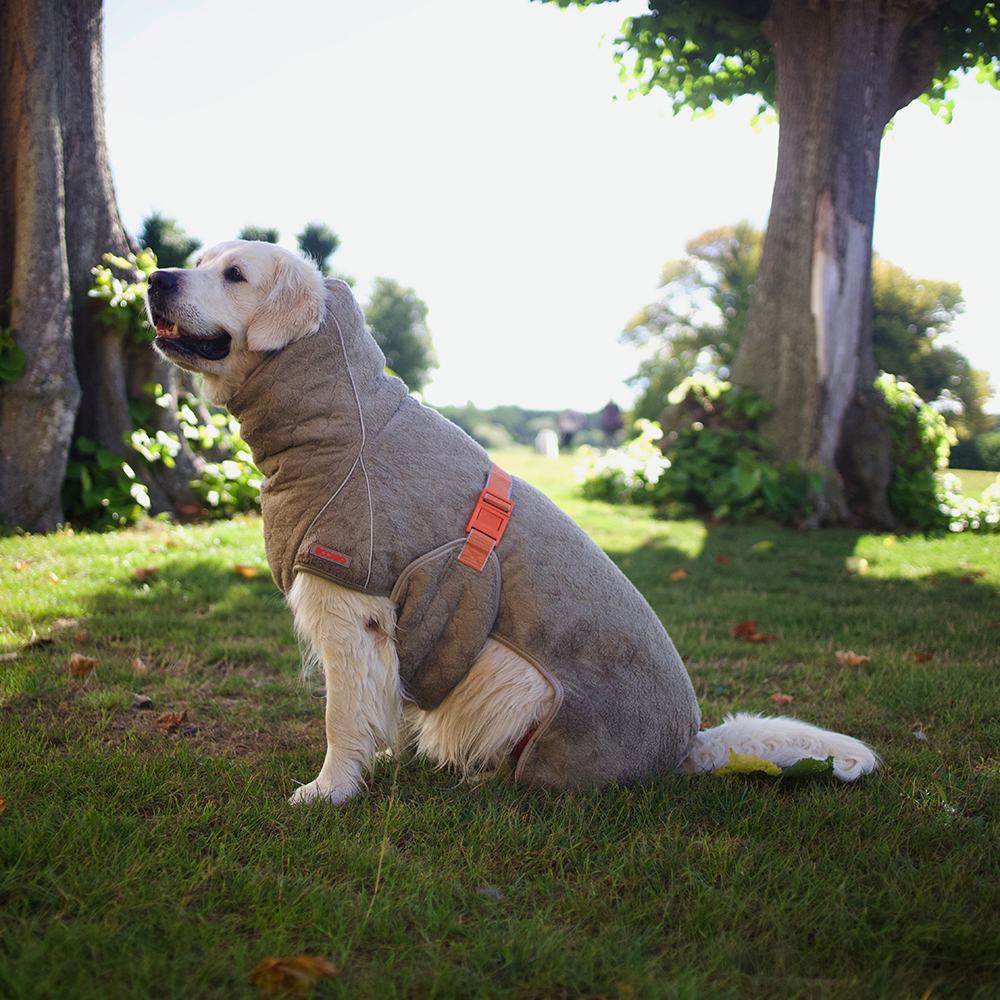 Gras, Baum, Baumstamm, Hund, Rasen