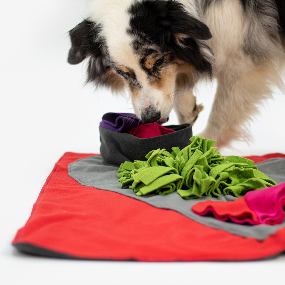 hund, spielzeug, spielmatte, kuscheldecke, grünes stoffspielzeug