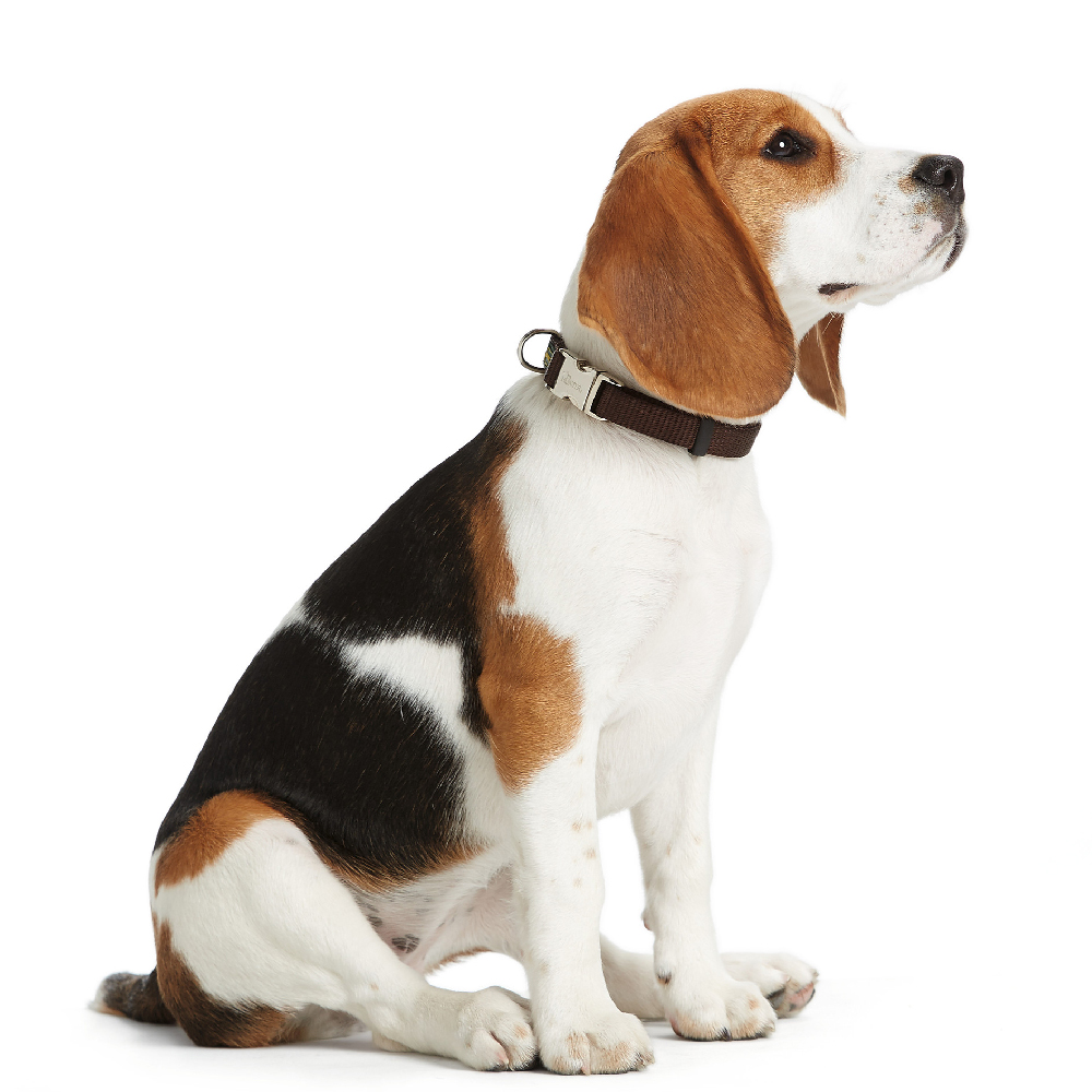HUNTER Halsung Vario Basic Alu-Strong Gr. L 40-55cm - Diverse Farben Hund, Haustier, Beagle