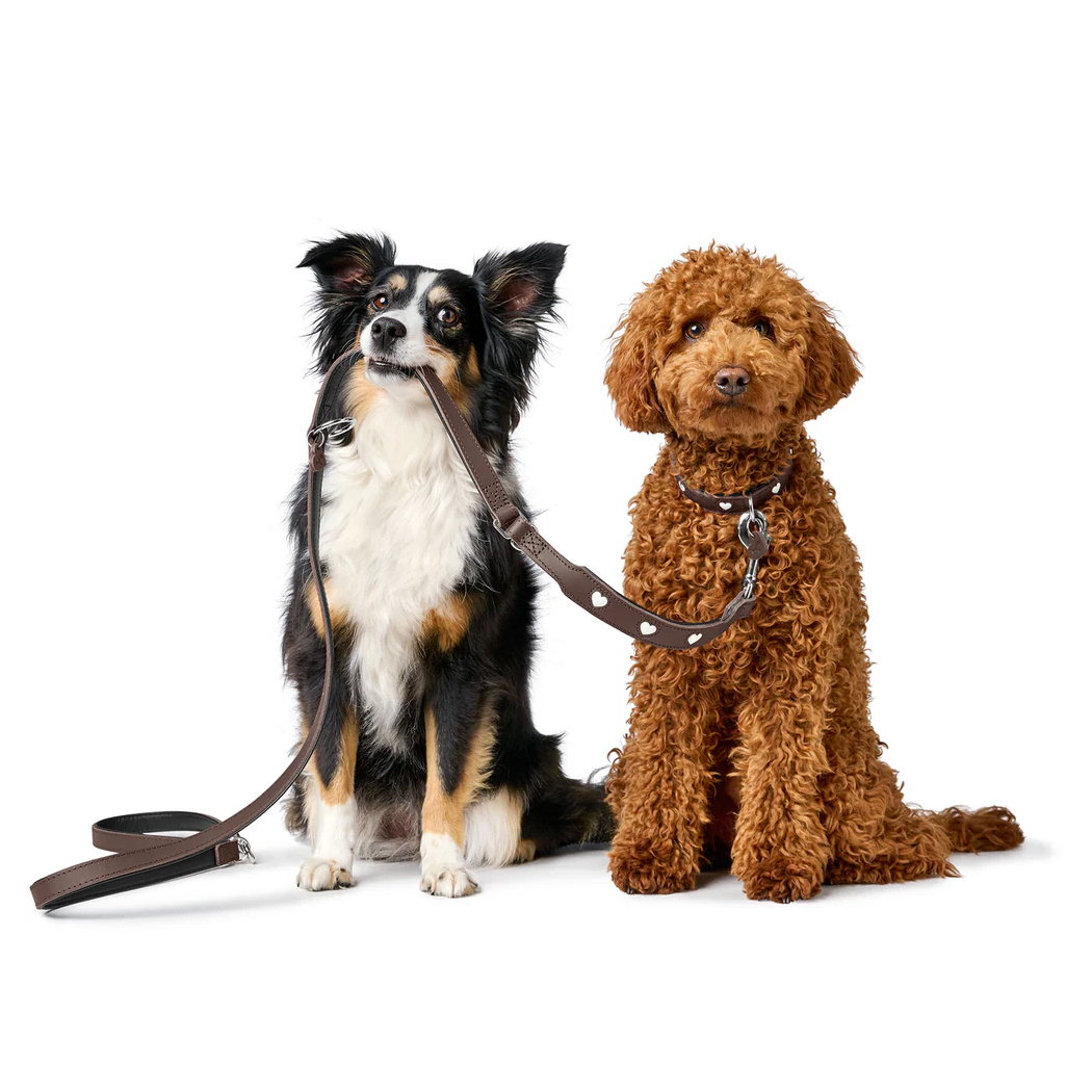 Halsband, Hundehalfter, Leine, Haustier, Zwei Hunde