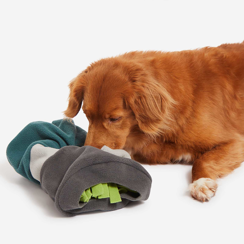 Tier, Hund, Säugetier, Haustier