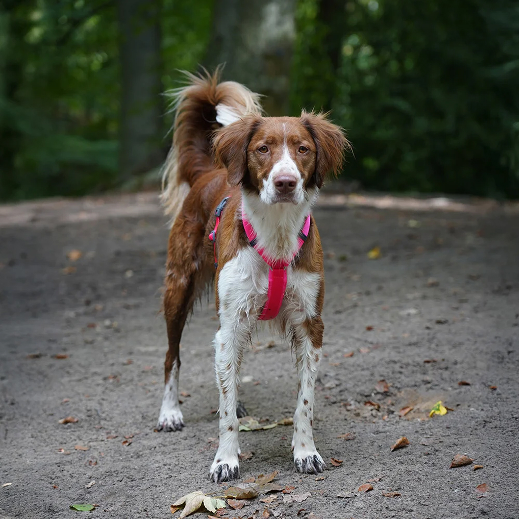Hundegeschirr, Brustgeschirr, Pink, Verstellbare Gurte