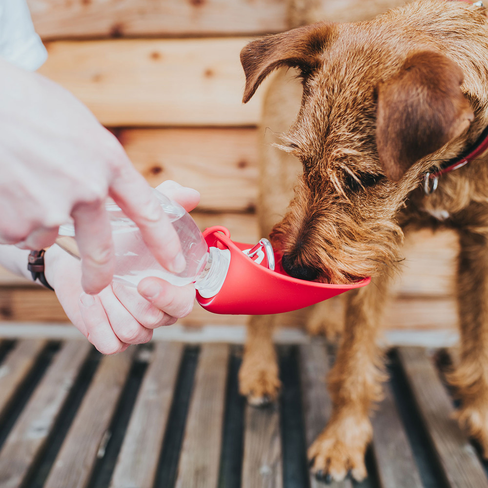 Hunde-Nasenspiegel, Trinkflasche, Auslaufsicher, Wasserflasche, Hundebesitzer