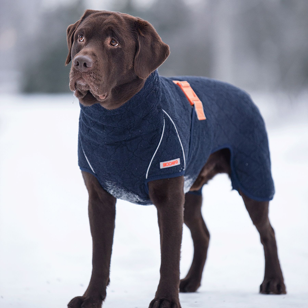 Tier, Hund, Säugetier, Haustier