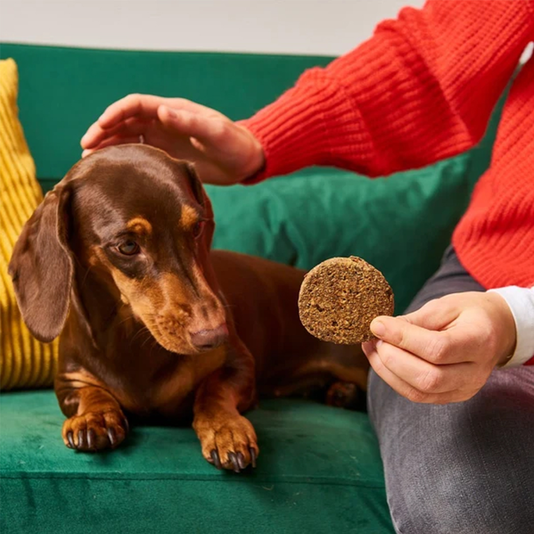 Dackel, Hund, Kauspielzeug, Kauknochen, Hundebesitzer