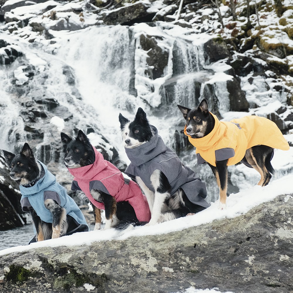 Hundedräume, Wintermantel, Hundeanzug, Hundepullover, Vierergruppe