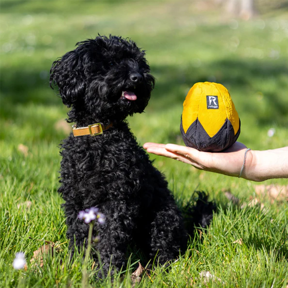 hund, spielzeugball, gelb, ball, hundeohnemarken