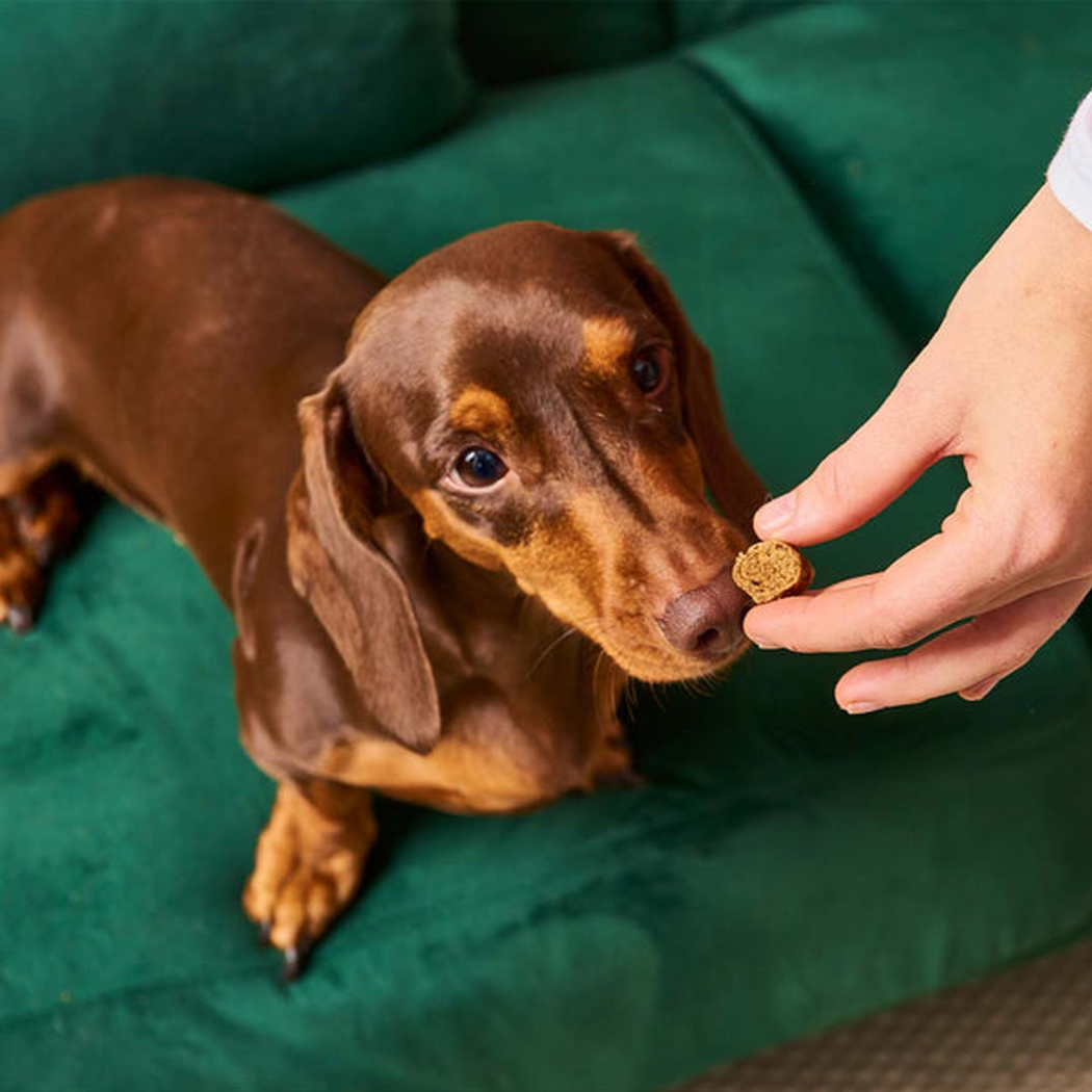 Hund, Dackel, Hundefutter, Kausnack, Kleiner Hund