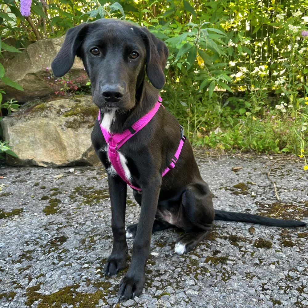 Hund, Labrador, Hundegeschirr, Pink, Tierpflege