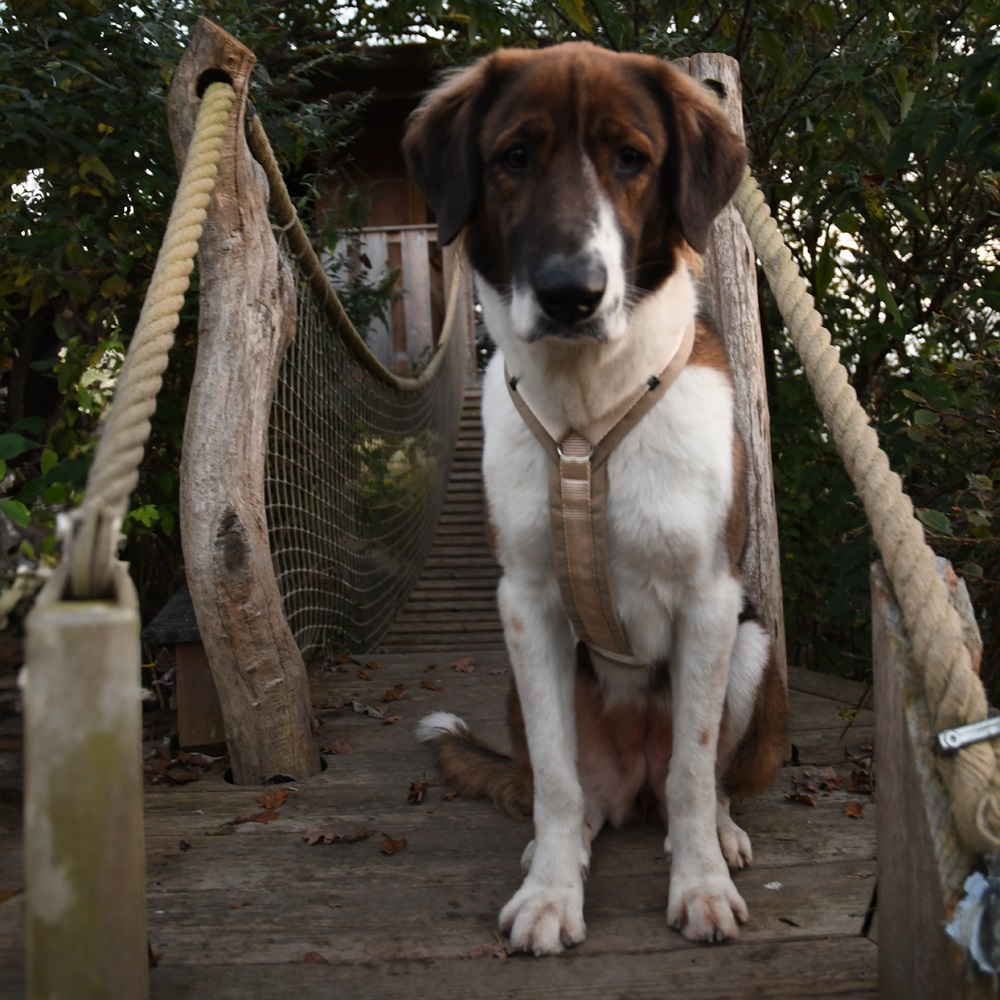 Hund, Sitz, Halsband, Holzbrücke, Braun-Weiß