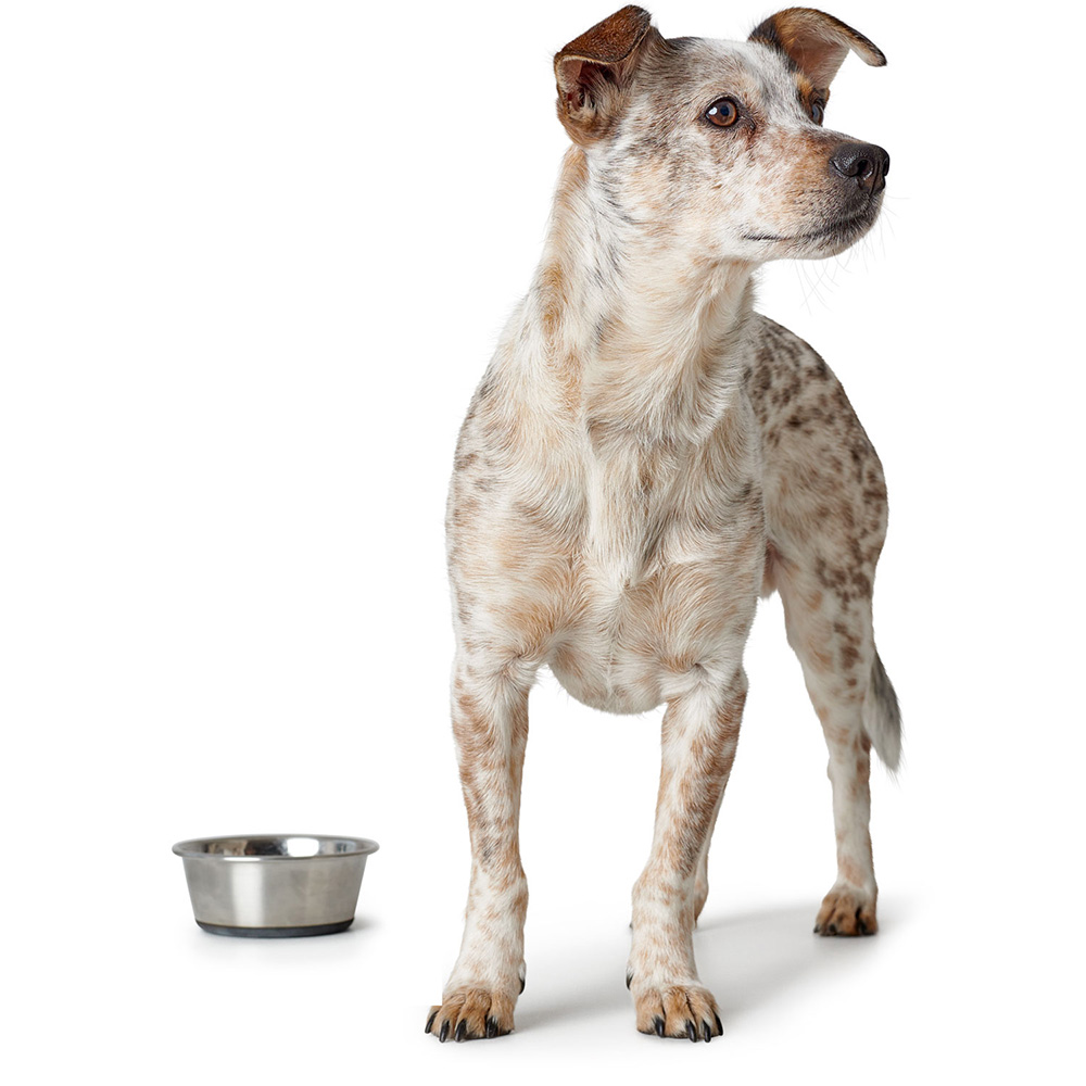 Tier, Hund, Säugetier, Haustier