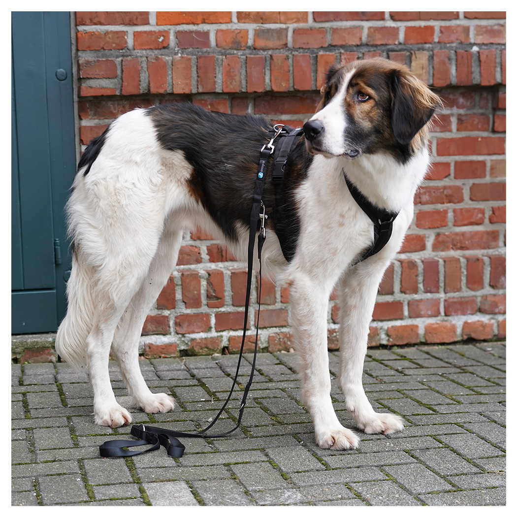 Hund, Leine, Geschirr, Schwarz-Weiß, Brustband