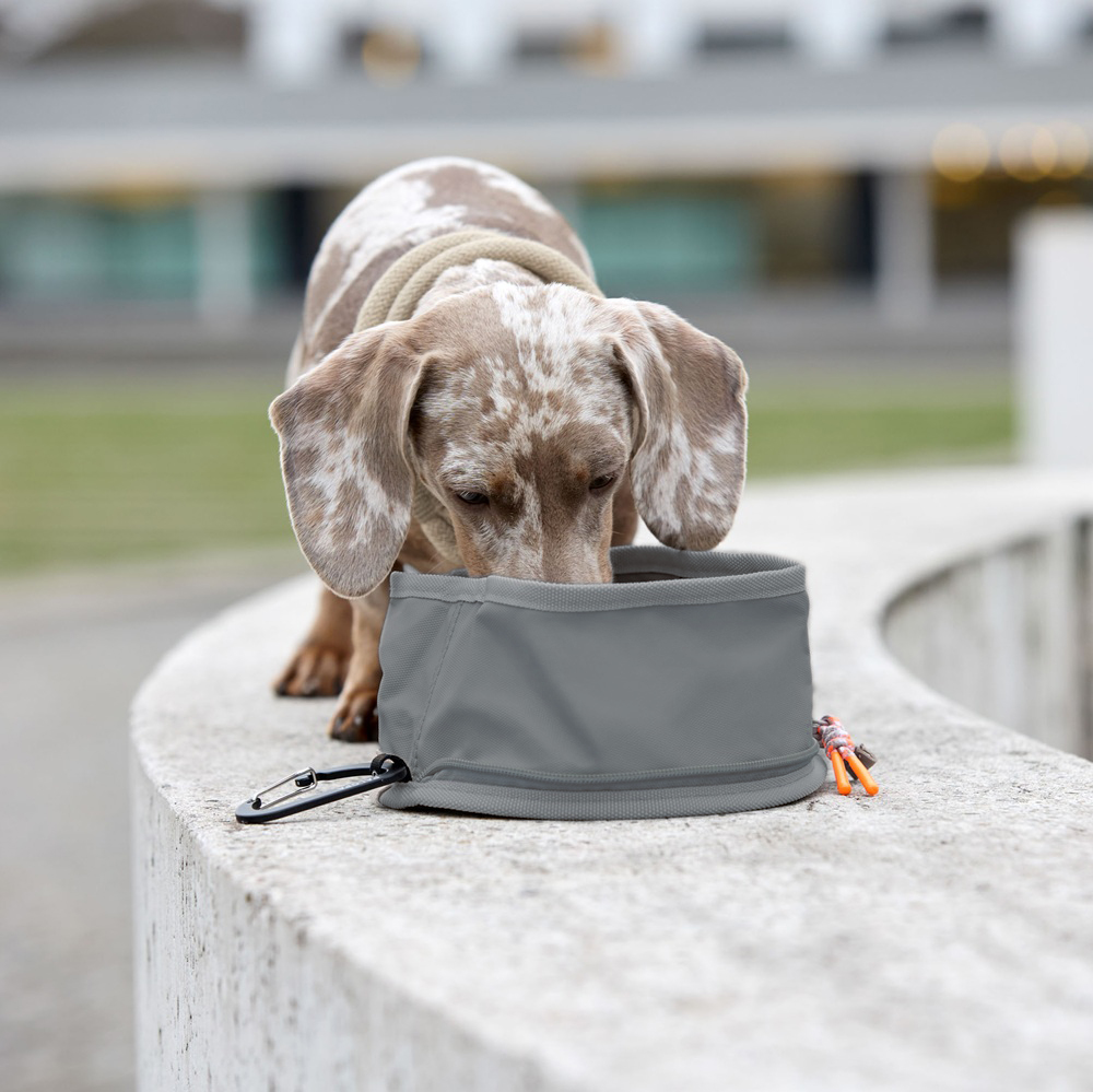 Hund, Haustier, Welpe