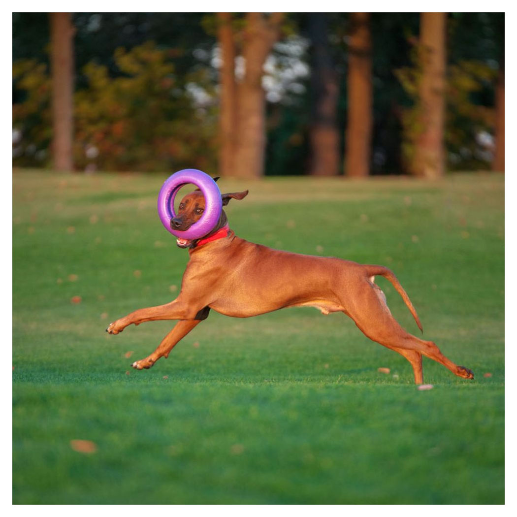 Hund, Spielzeugring, Lauffreudig, Rotbraun, Park